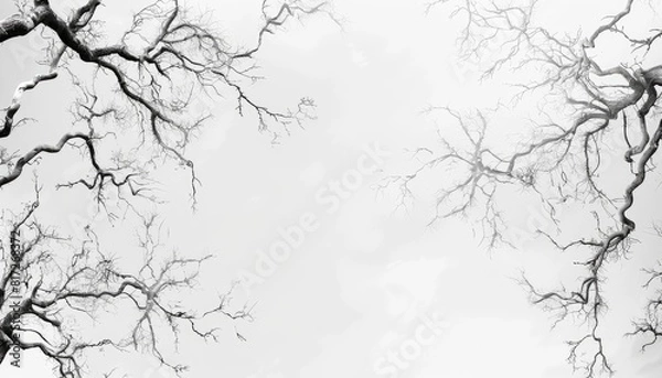 Fototapeta Tree branches in a forest