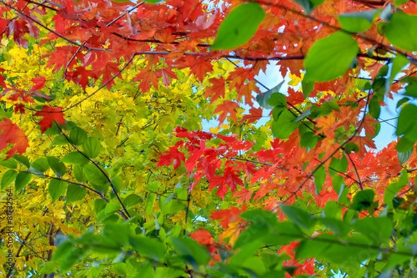 Obraz HerbstlicheStimmungBlaetter