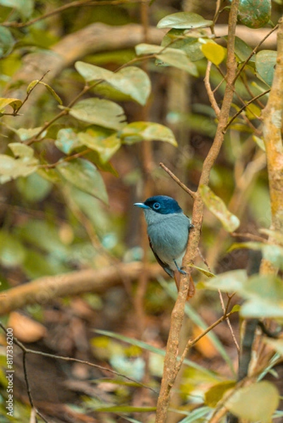 Fototapeta Paradise flycatcher bird in the Ebony Forest Reserve of Mauritius