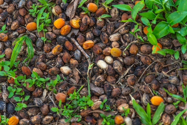 Fototapeta BUTITI PALM FRUITS SPREAD ON THE GROUND