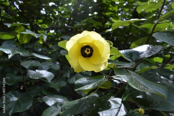 Obraz Hibiscus tiliaceus