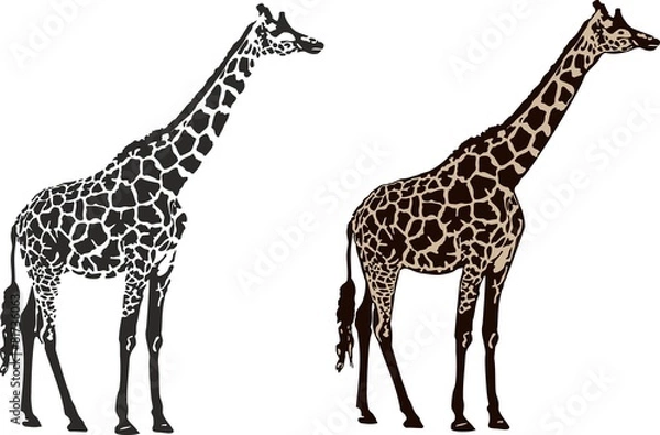 Fototapeta giraffe