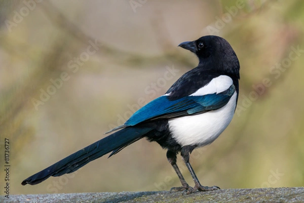Obraz Eurasian magpie - Pica pica