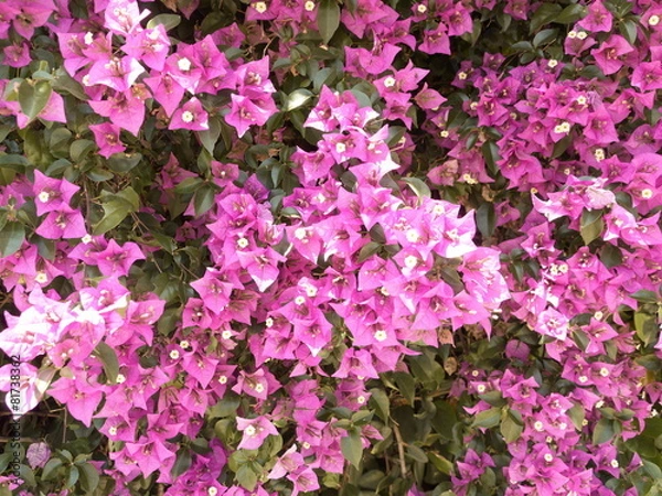Fototapeta 満開のブーゲンビリア