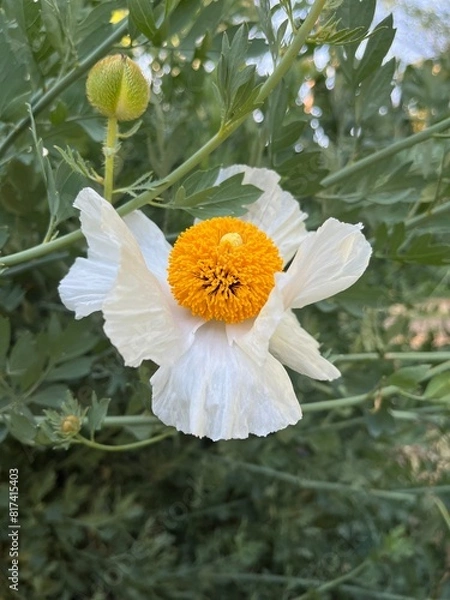Obraz orange flower with dew drops