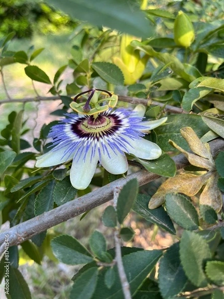 Obraz bee on a flower