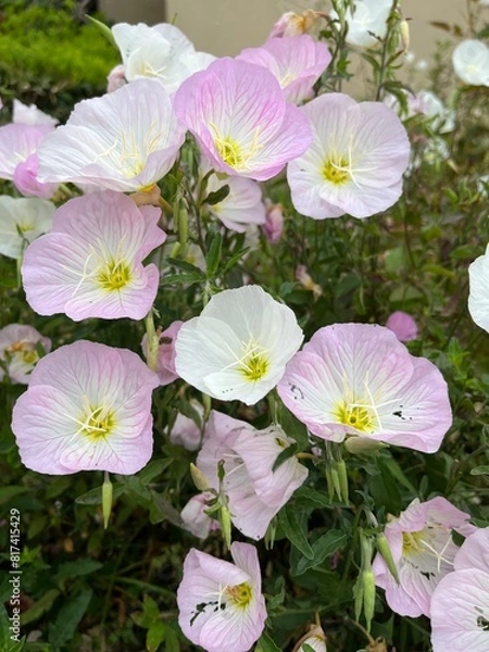 Obraz pink and white flowers