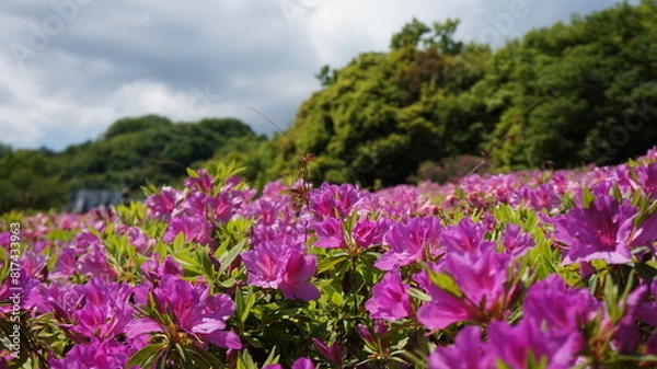 Fototapeta つつじ