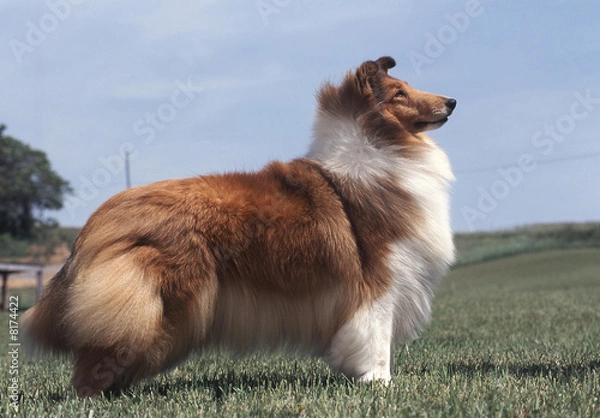 Obraz chien > Colley/berger d'écosse