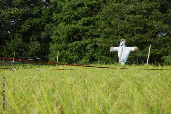 Fototapeta 田んぼ