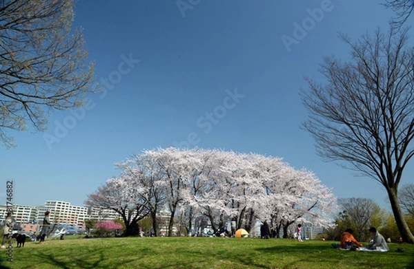 Obraz 桜の木の下で