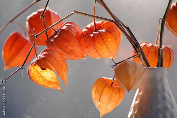 Obraz Closeup of delicate physalis flowers in white vase