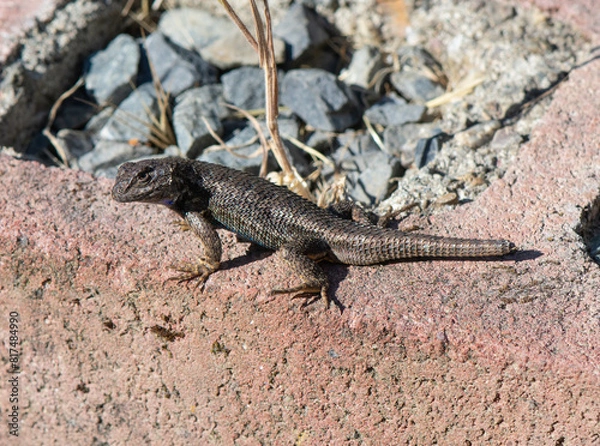 Obraz Western Fence Lizard of California sunning on a red brick wall. Tip of tail is growing back.