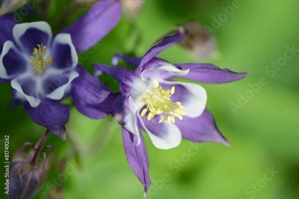 Obraz オダマキのアップ