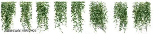 Obraz Set of Mucuna pruriens plant, Ivy and vine for decorate wall and fence with isolated on transparent background. png file, 3d rendering illustration, clip art and cut