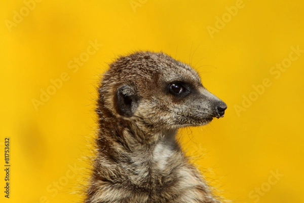 Fototapeta Erdmännchen