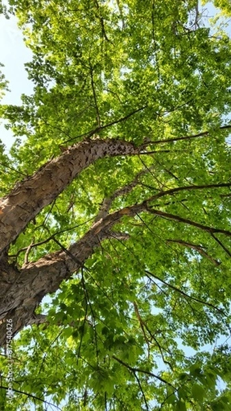 Obraz looking up at the sky through the trees