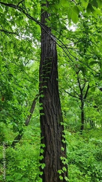 Obraz looking up at the sky through the trees