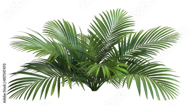 Fototapeta Green palm leaves isolated on white background, close up view. Tropical foliage banner with copy space for text and design. Elegant palm tree leaves in corner, ideal for natural and botanical themes