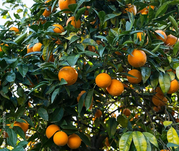 Obraz orange oranges on the tree