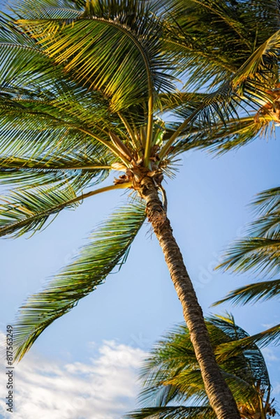 Fototapeta palm trees against the sky