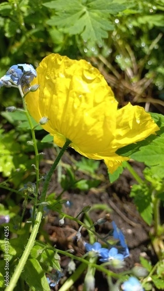 Obraz Gelbe Mohnblüte in der Sonne mit Tautropfen
