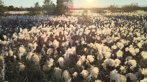 Fototapeta 夕暮れのススキ