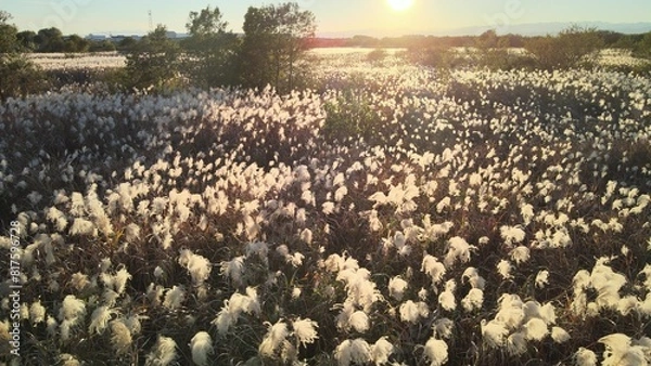 Obraz 夕暮れのススキ