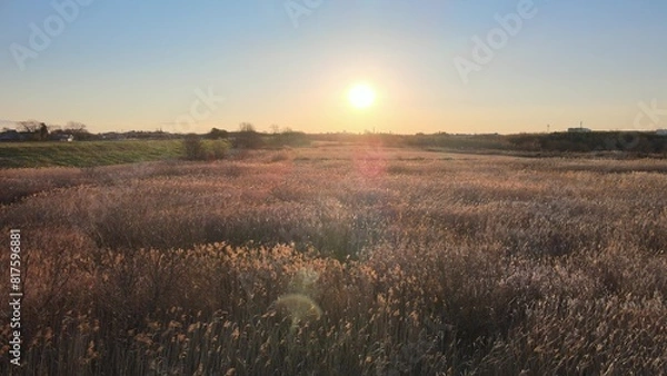 Obraz 夕暮れのススキ 空撮