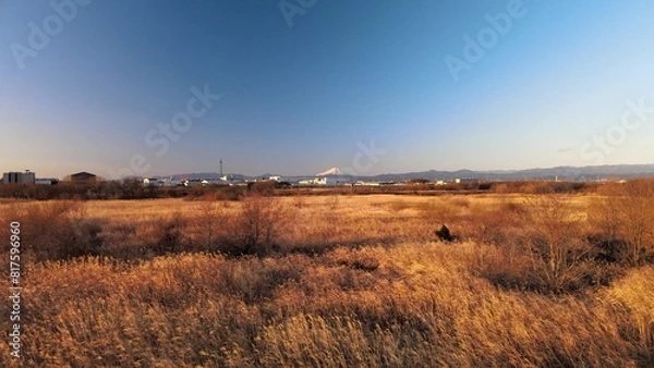 Fototapeta 夕暮れのススキと富士山