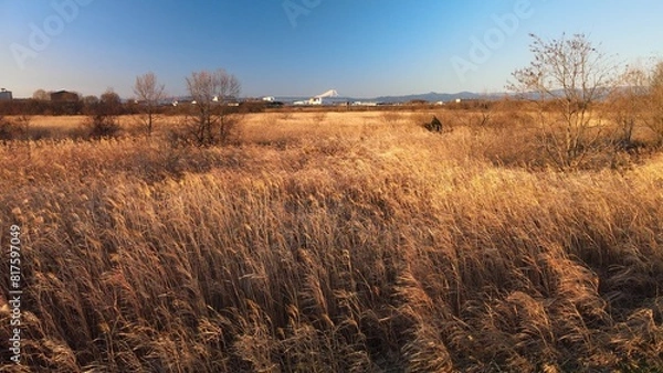 Fototapeta 夕暮れのススキと富士山