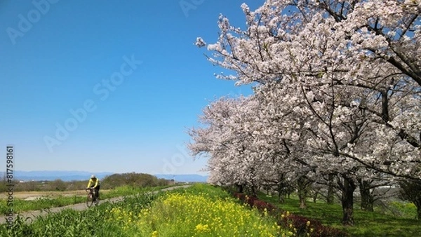 Obraz 桜並木と菜の花と自転車