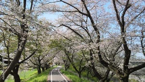 Obraz 桜並木とサイクリングロード