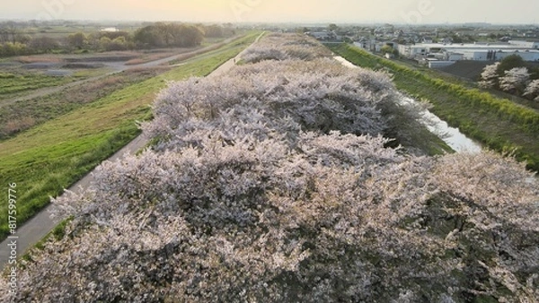 Obraz 桜並木 空撮
