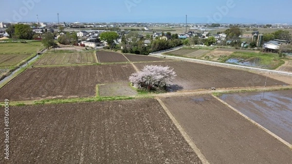 Obraz 畑に囲まれた桜 空撮