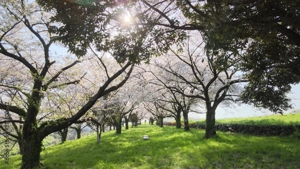 Obraz 桜並木と木漏れ日