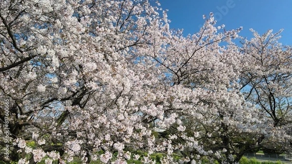 Fototapeta 桜並木