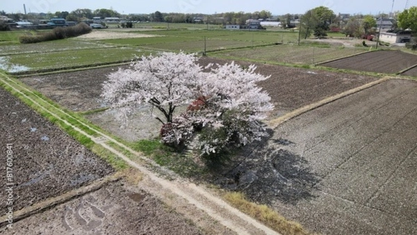 Obraz 畑に囲まれた桜 空撮