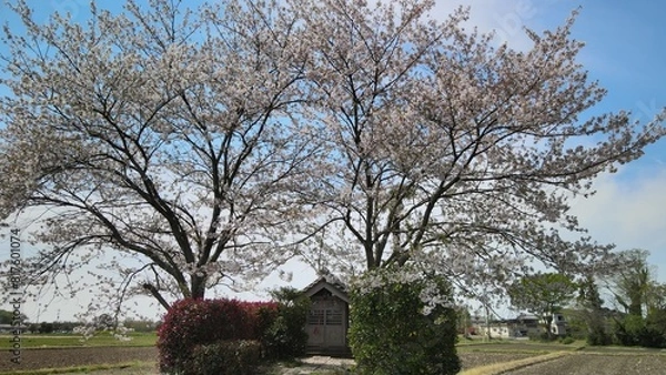Obraz 稲荷神社と桜