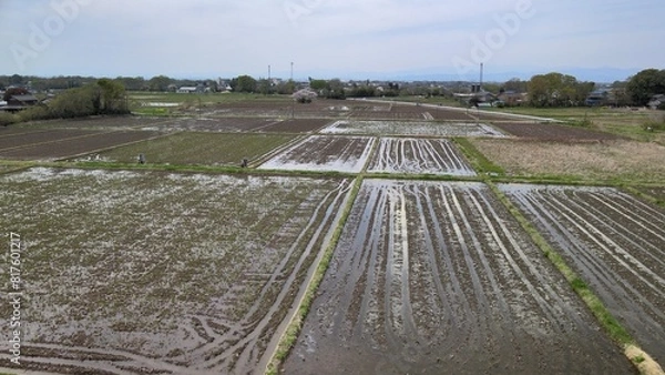 Fototapeta 田園風景