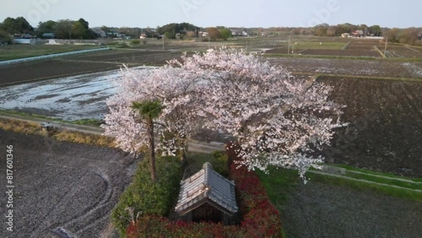 Fototapeta 稲荷神社の桜 空撮