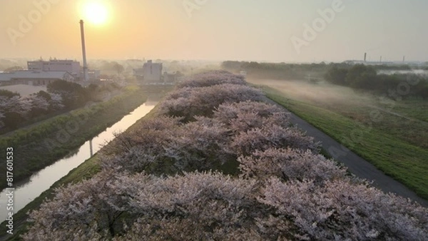 Obraz 桜並木と夕陽