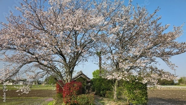 Obraz 稲荷神社と桜