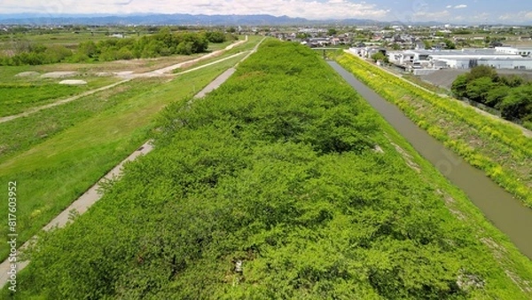 Obraz 新緑の並木道