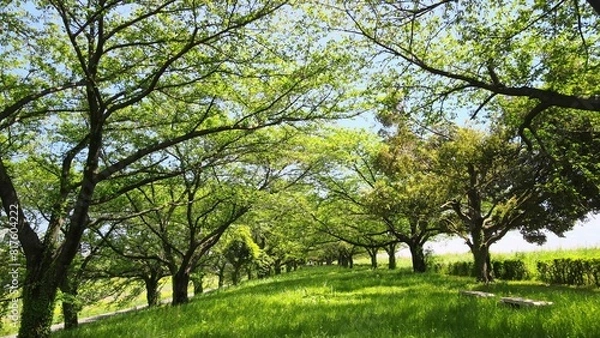 Obraz 新緑の並木道