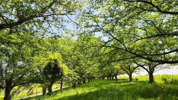 Fototapeta 新緑の並木道