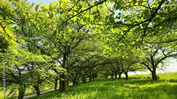 Obraz 新緑の並木道