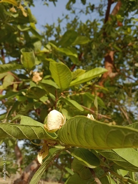 Fototapeta guava flower or flower of the Psidium guajava in the garden.guava flower pattern 