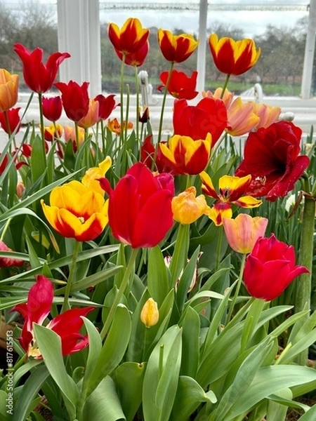 Obraz Tulip full frame
