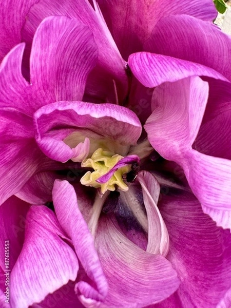 Obraz Tulip full frame
